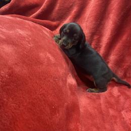 Nyla - Black and tan female Dachshund puppy in Richmond, Virginia from Paw Prints