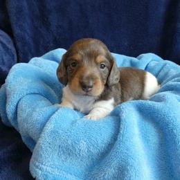 Slinky - Piebald male Dachshund puppy in Plant City, Florida from Oakley's Dachshund Ranch