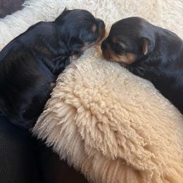 Yorkshire Terrier Puppies from Diane Davis