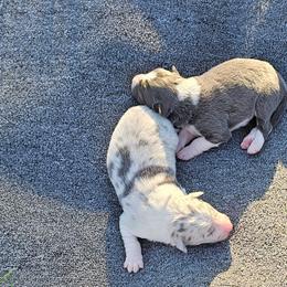 Slate blue merle - Slate merle male Border Collie puppy in Springtown, Texas from CRL Farms