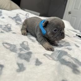 Blue - Blue male French Bulldog puppy in Bolingbrook, Illinois from Flores Frenchies