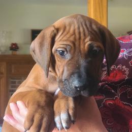 Rhodesian Ridgeback Puppies from Zenkosi Ridgebacks