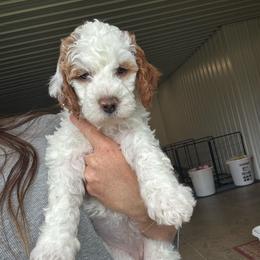 Chestnut - Parti female Goldendoodle puppy in Hiddenite, North Carolina from Rose and Reid Doodles