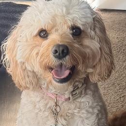 Marlee - Apricot female Cavapoo puppy in Avon, Indiana from Puppylove for Doodles