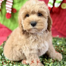 Bianca B1 - Golden male Cockapoo puppy in Haines City, Florida from Camic Cockapoos