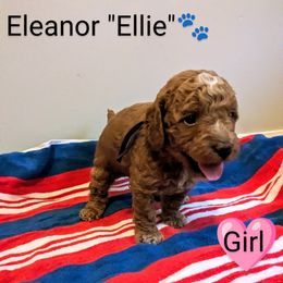 Eleanor "Ellie" - female Whoodle puppy in Layton, Utah from Penny's Puppies