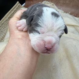 Riley - Black and white male Olde English Bulldogge puppy in Camdenton, Missouri from Mule Pool Olde English Bulldogges