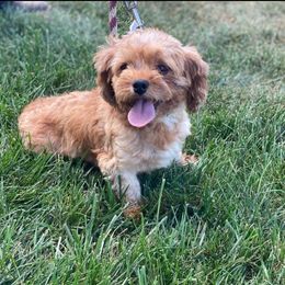 Girly - Cavapoo