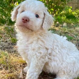 French Toast - Cream male Aussiedoodle puppy in Oklahoma City, Oklahoma from Heritage Doodle Company