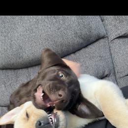 Labrador Retriever Puppies from Red Barn Family Labs