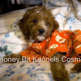 Cosmo - Red male Cavapoo puppy in Maple Grove, Minnesota from Honey Bit Kennels