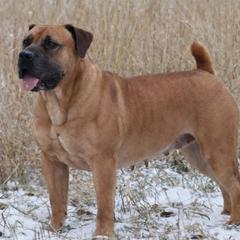 Leia - Boerboel