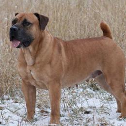 Leia - Boerboel