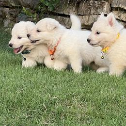 Berger Blanc Suisse and German Shepherd Puppies from Scenic Creek German Shepherds and White Swiss Shepherds
