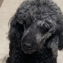 Poodles from Champion Standard Poodle pups