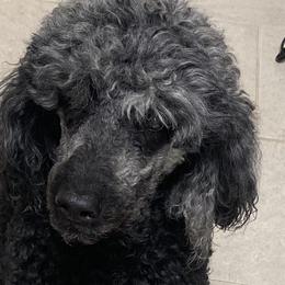 Poodles from Champion Standard Poodle pups