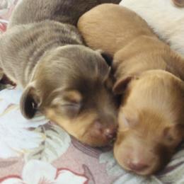Dachshund Puppies from Meldox