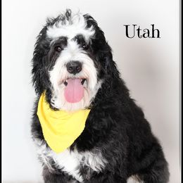 Utah - Bernedoodle