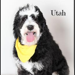 Utah - Bernedoodle