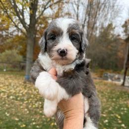 Hawthorne - Merle male Bernedoodle puppy in Midland, Michigan from Northern Charm Farm