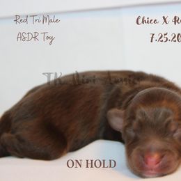 Miniature Australian Shepherd and Toy Australian Shepherd Puppies from TK Mini & Toy Aussies