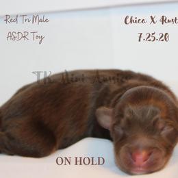 Miniature Australian Shepherd and Toy Australian Shepherd Puppies from TK Mini & Toy Aussies