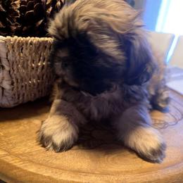 Piper - Chocolate and tan female Shih Tzu puppy in Filer, Idaho from Shih Tzu Kennels