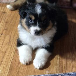 Girl 3 - Black tri female Miniature Australian Shepherd puppy in Ola, Arkansas from Peaceful Acres