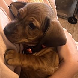 Dachshunds from WinstonWillow&theWeens