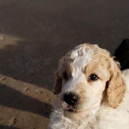 Poodle Puppies from Magic Standards Standard Poodles
