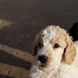 Poodle Puppies from Magic Standards Standard Poodles