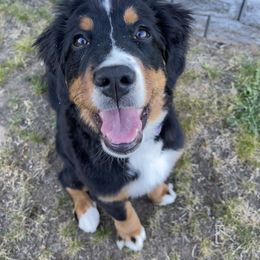 Bernese Mountain Dog Puppies from Hilltop K9