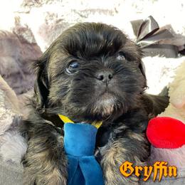 Shih Tzu Puppies from LaDawn’s Little Lions