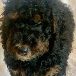 Bernedoodle Puppies from Hilary’s Doodle Ranch