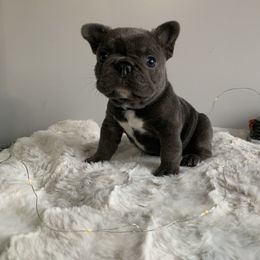 French Bulldog Puppies from Gotts Frenchies