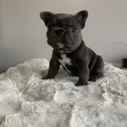 French Bulldog Puppies from Gotts Frenchies