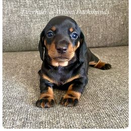 Dachshund Puppies from Lavender and Willow Dachshunds