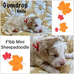 Sheepadoodle Puppies from Skye Valley Doodles