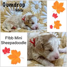 Sheepadoodle Puppies from Skye Valley Doodles