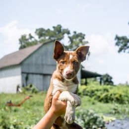Border Collie Puppies from Cullins Collies