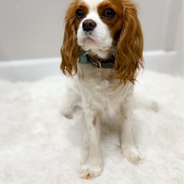 Miss Bae - Cavalier King Charles Spaniel