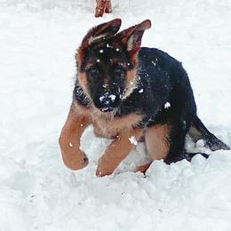 German Shepherd Puppies from Von Falkenberg German Shepherds, LLC