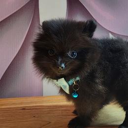 Thomas - Black male Pomeranian puppy in Fort Worth, Texas from Ramos' Pommies