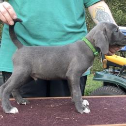 Green M - Blue male Mountain Cur puppy in Georgetown, Ohio from Walnut Ridge Mountain Curs