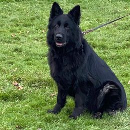 Sobaka - German Shepherd