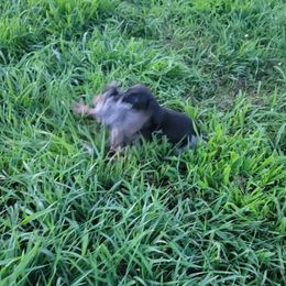 German Shorthaired Pointer Puppies from Silver Creek Short Hairs