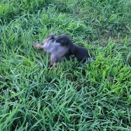German Shorthaired Pointer Puppies from Silver Creek Short Hairs