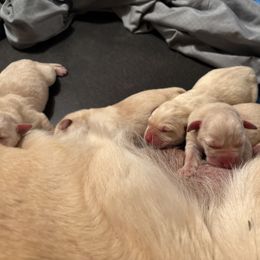 Boy 2 - Yellow male Labrador Retriever puppy in Davenport, New York from New England Premier English Labradors