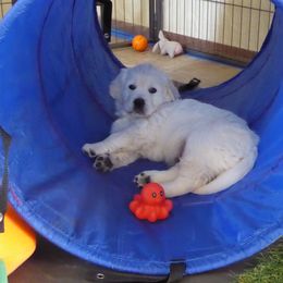Golden Retriever Puppies from Barafields Golden Retrievers