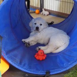 Golden Retriever Puppies from Barafields Golden Retrievers